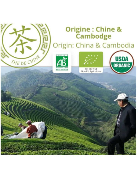 Thé vert - Angkor - Biologique - en vrac - 90g- THÉ D'ASIE