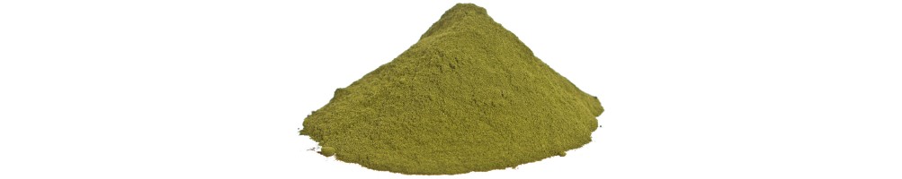 Moringa bio en poudre