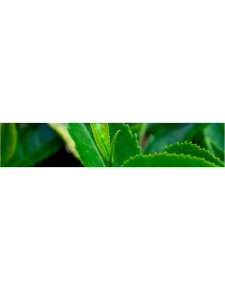 Thé blanc bio