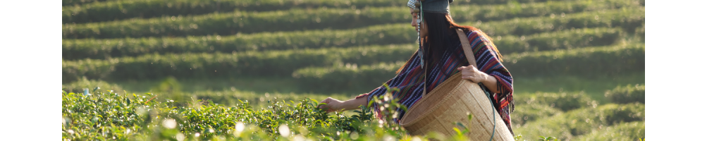 Thé vert de Chine au jasmin