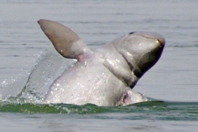Le dauphin de l'Irrawaddy dans le fleuve Mékong