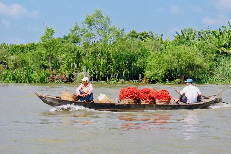 Transport de ramboutan (litchi chevelu) sur le Mékong