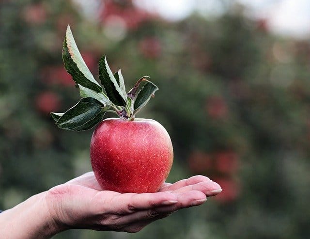 Pommes rouges bio