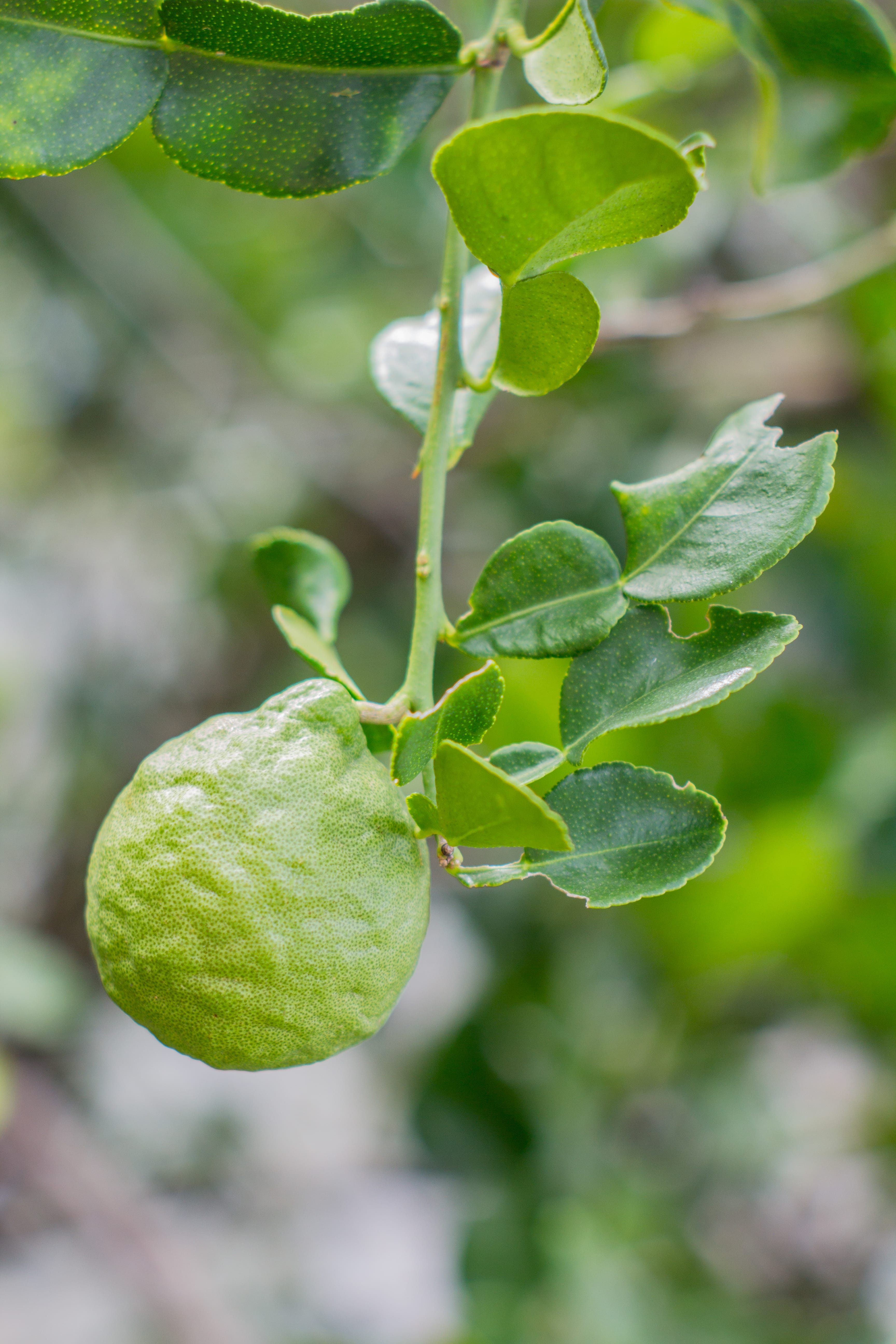 bergamote