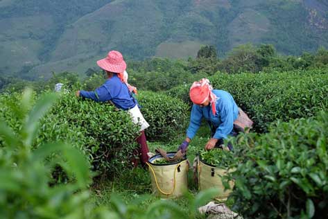 Récolte thé dans une plantation de thé en Asie