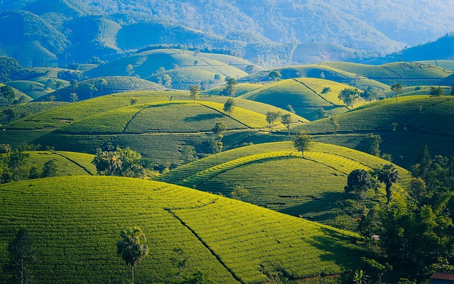 Champs de thé Oolong dans les montagnes du sud-est de la Chine, dans le Fujian