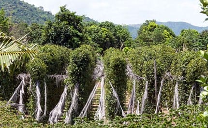 Poivre de Kampot IGP - Achat, utilisation & bienfaits - KHLA