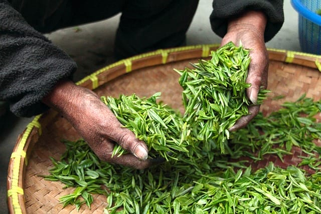 Fermier dans une plantation de Thé bleu Olong