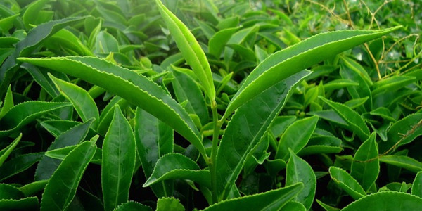 Tout savoir sur le thé Oolong : fabrication, origine, préparation, bienfaits.