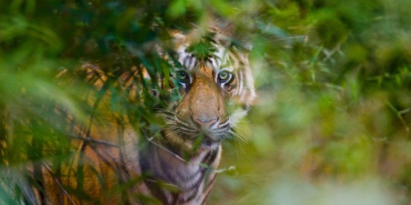 Sauver le Tigre du Cambodge