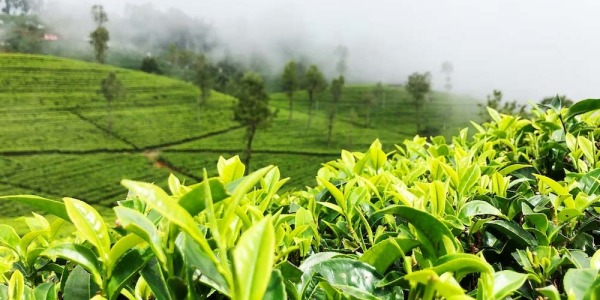 Les thés du Sri Lanka