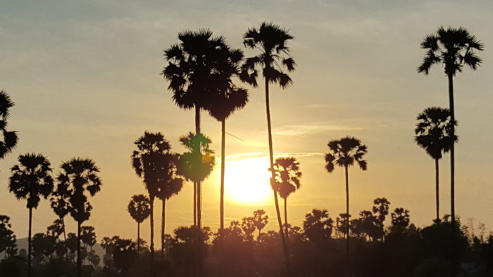 Le palmier à sucre du Cambodge