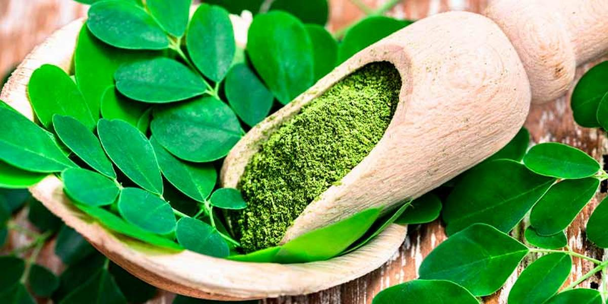 Le Moringa, une plante aux multiples bienfaits