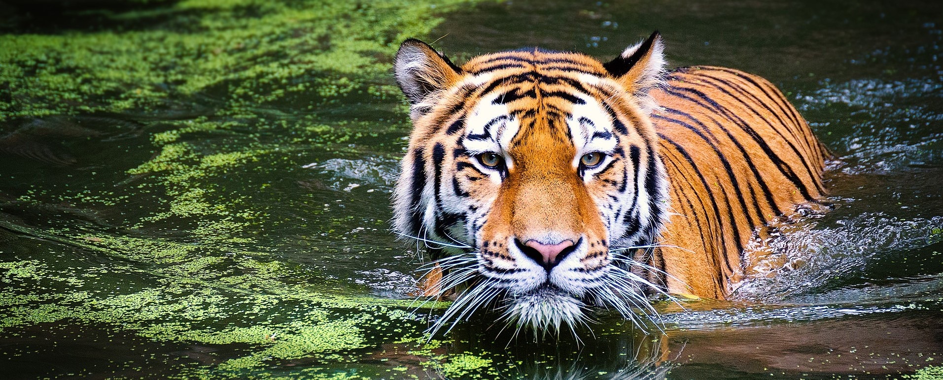 Sauver le Tigre du Cambodge