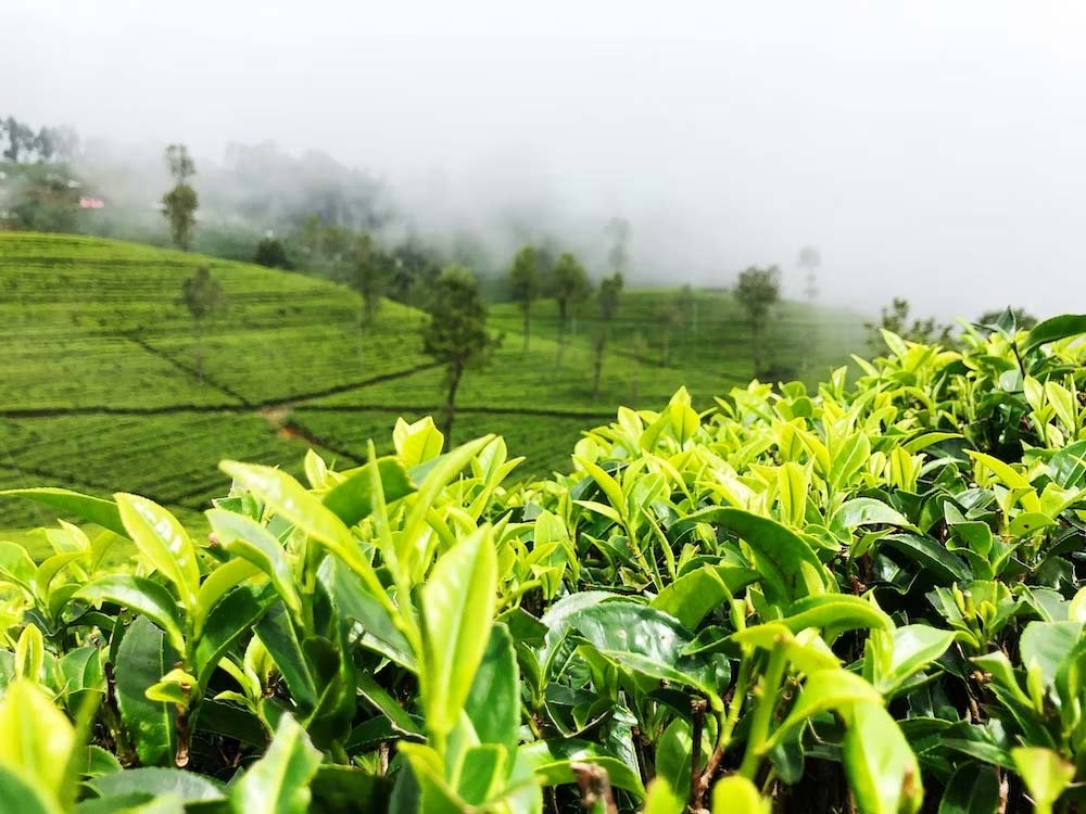 Les thés du Sri Lanka